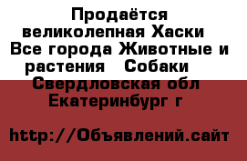 Продаётся великолепная Хаски - Все города Животные и растения » Собаки   . Свердловская обл.,Екатеринбург г.